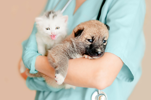 Pet Puppy and Kitten Care