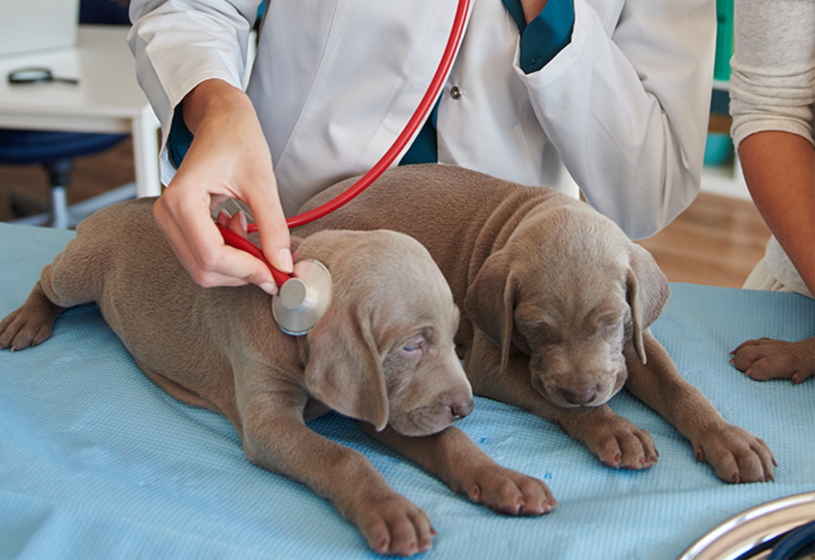 vet examining puppies